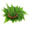 Neem powder 200gms